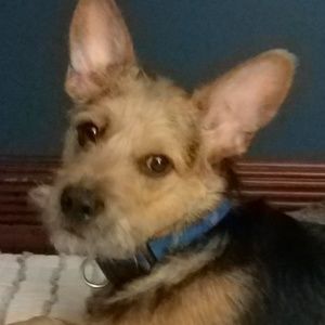 Meet your Posher, Carol